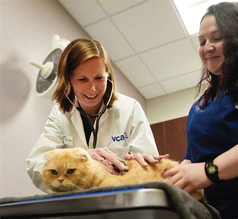 We are a family of hometown animal hospitals determined to positively impact pets, people and our communities. . Vca animal hospital careers